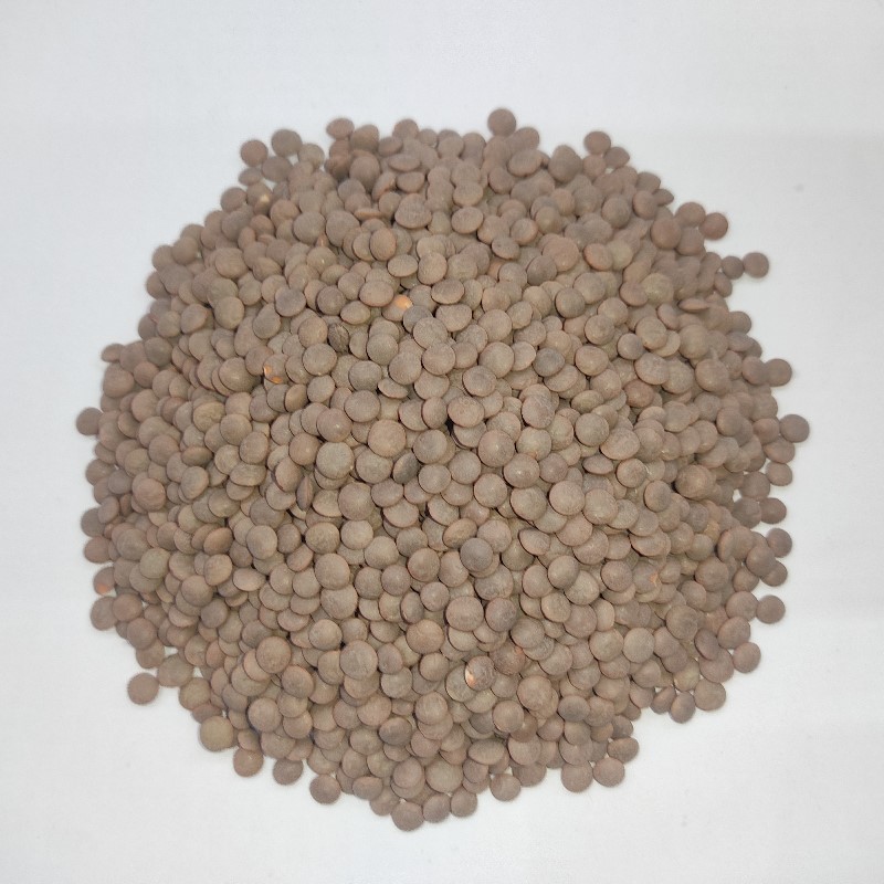 Mote Masar موٹے مسر